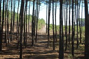 Pinède