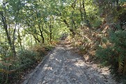 Chemin surplombant la forêt