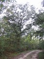 Chemin en bordure de forêt