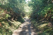 Forêt