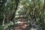 Forêt aménagée