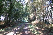Piste forestière