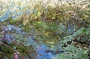 Végétation aquatique