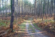 Pinède