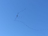 Vols de grues cendrées