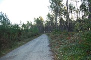 Piste forestière