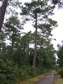 Forêt