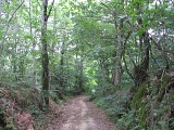 Forêt