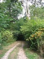 Sous bois