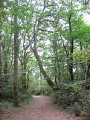 Chemin en forêt