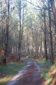 Chemin en forêt