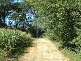 Bordure de forêt