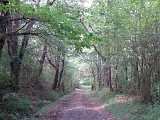 Forêt