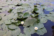 Nénuphars