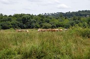 Animaux en liberté