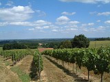 Vigne en Chalosse