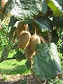 Kiwis