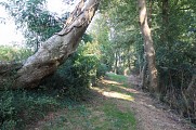 Chemin