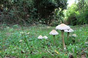 Sous-bois