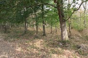 Chênaie de l'Adour