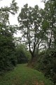 Bois de Nerbis