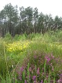En forêt