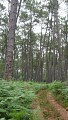 Chemin forestier