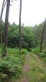 Sentier forestier