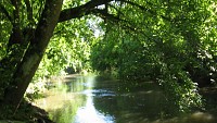 La Midouze et sa ripisylve