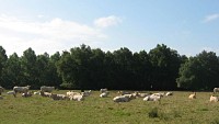 Troupeaux