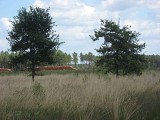 Molinie