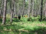 Vaches landaises