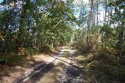 Chemin forestier