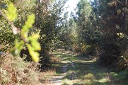 Chemin forestier