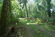Forêt