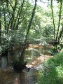 Forêt galerie du Bez