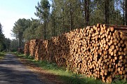 Chemin forestier