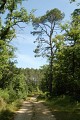 Chemin forestier
