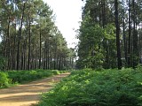 Chemin forestier