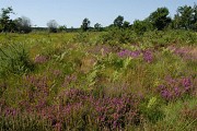 Prairie