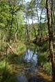 Ribarrouy