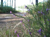 Chemin