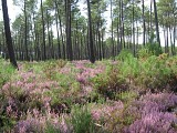 Landes