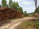 Chemin forestier