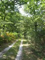 Chemin forestier