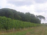 Vignes