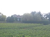 Vignoble