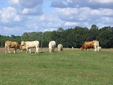 Prairies pâturées
