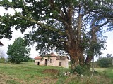 Chêne majestueux