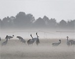 Grues cendrées